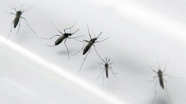 Como-podemos-prevenir-el-dengue
