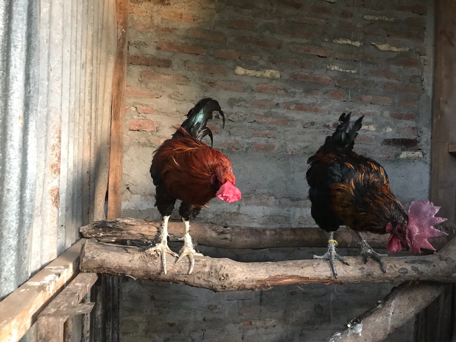 Gripe-aviar-amenaza-Nicaragua