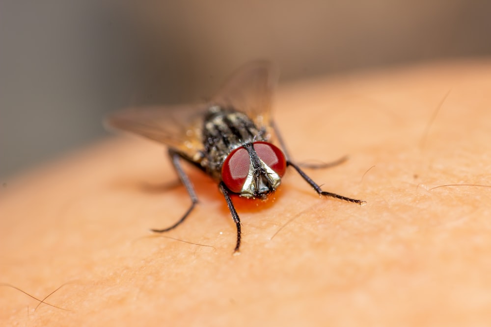 Qué-enfermedades-pueden-provocar-las-moscas