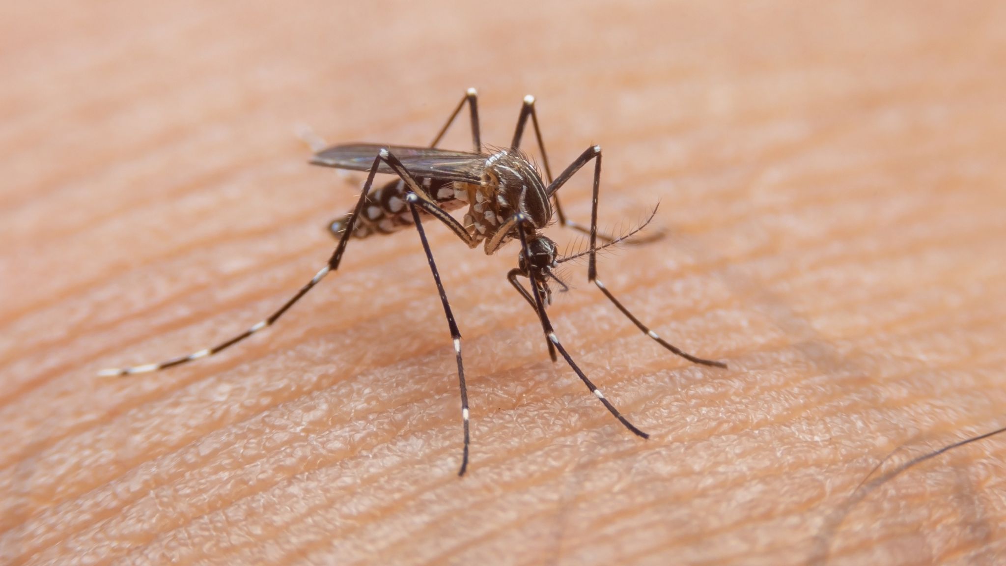 Aumentan-los-casos-de-dengue-en-Nicaragua