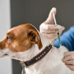 Importancia de aplicar la vacuna antirrábica a las mascotas