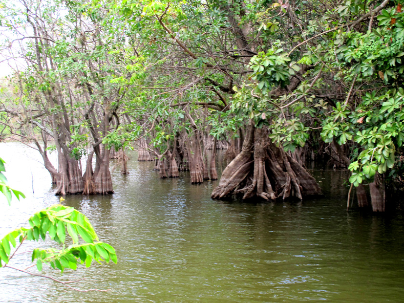 Pérdida-de-los-manglares-en-Nicaragua