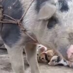 Mujeres de la zona rural se organizan y emprenden con porcinos