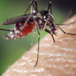 Nicaragua lidera lista de casos de dengue en Centroamérica