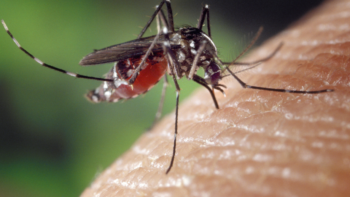 Nicaragua lidera lista de casos de dengue en Centroamérica