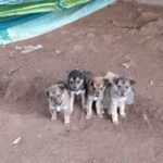 Denuncian envenenamientos a perros en Matagalpa