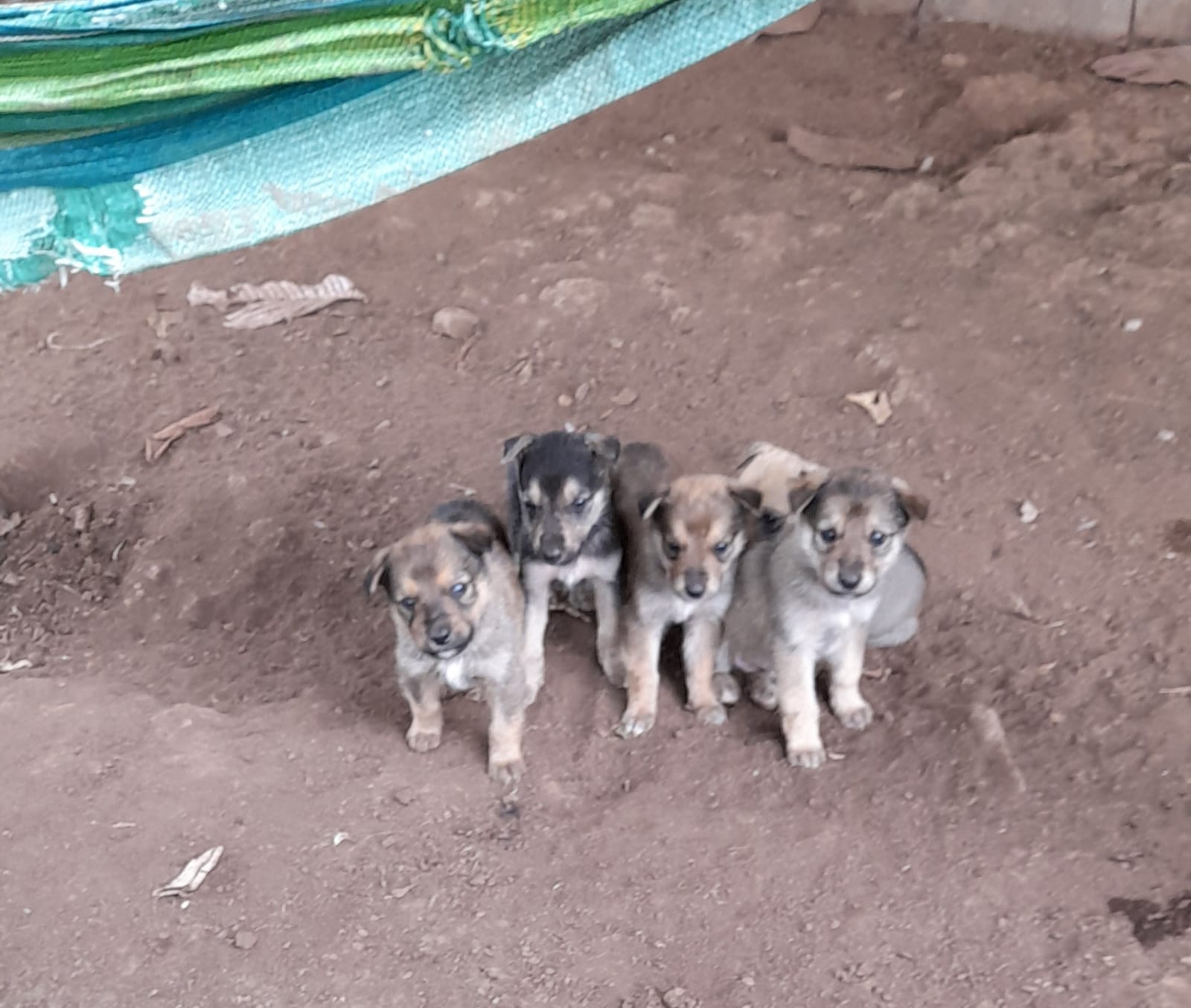 Perros-envenenados-en-Matagalpa