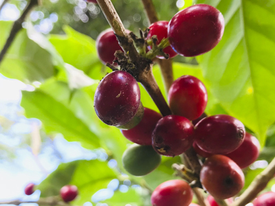 Producción-de-café-Nicaragua-2021