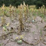 Seguridad alimentaria desafío común en Nicaragua