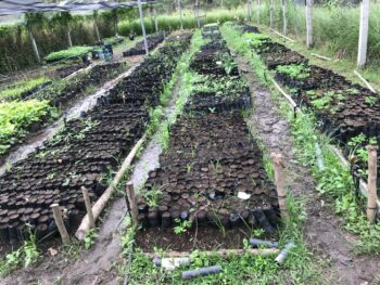 Cultivos-afectados-por-lluvias-en-Jinotega